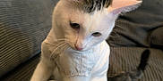 Queen a rejoint le concours — aidez-le/la à gagner de superbes lots ! cat, white_cat, black_markings, pet, indoor, sofa, couch, feline, curious, shirt, domestic_animal, fur, whiskers, ears, tail, closeup, texture, home, relaxed, animal