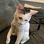 cat, white_cat, black_markings, pet, indoor, sofa, couch, feline, curious, shirt, domestic_animal, fur, whiskers, ears, tail, closeup, texture, home, relaxed, animal