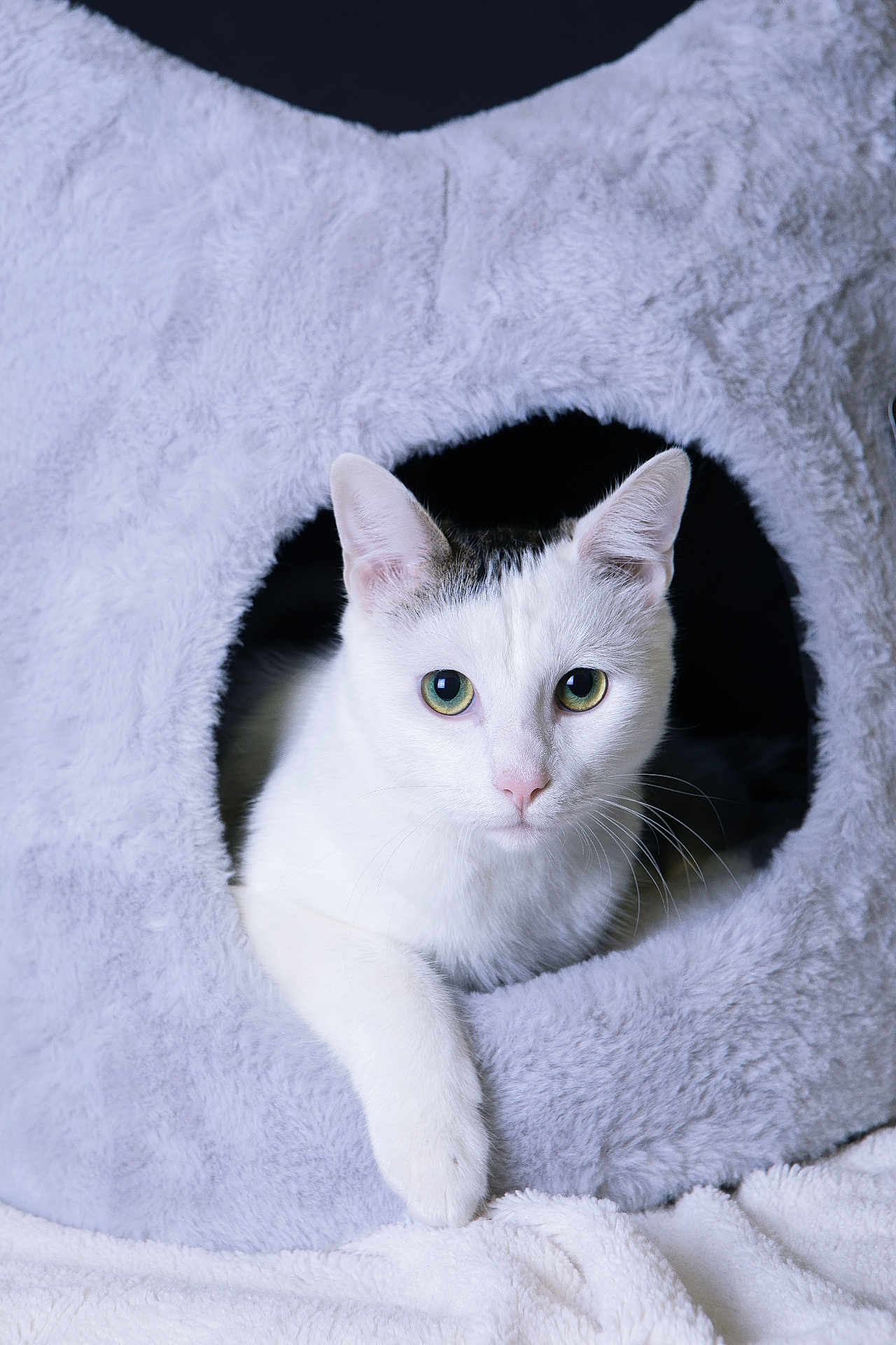 Queen a rejoint le concours — aidez-le/la à gagner de superbes lots ! cat, white_cat, green_eyes, pet, animal, feline, cozy, plush, cat_house, indoor, cute, soft_texture, resting, paw, looking, domestic_cat, fur, whiskers, portrait, relaxed