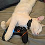 cat, sleeping, gaming_controller, white_cat, pet, indoor, relaxed, bed, collar, paw, cute, feline, animal, domestic_animal, resting, technology, comfort, cozy, closeup, funny