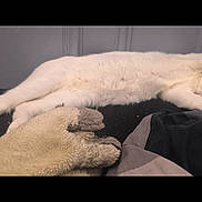 Queen participe au concours pour gagner de l'argent avec cette photo : cat, white_cat, stretching, sleeping, indoor, blanket, bed, cozy, relaxing, feline, pet, paw, pink_nose, fur, resting, cute, animal, soft, comfortable, domestic