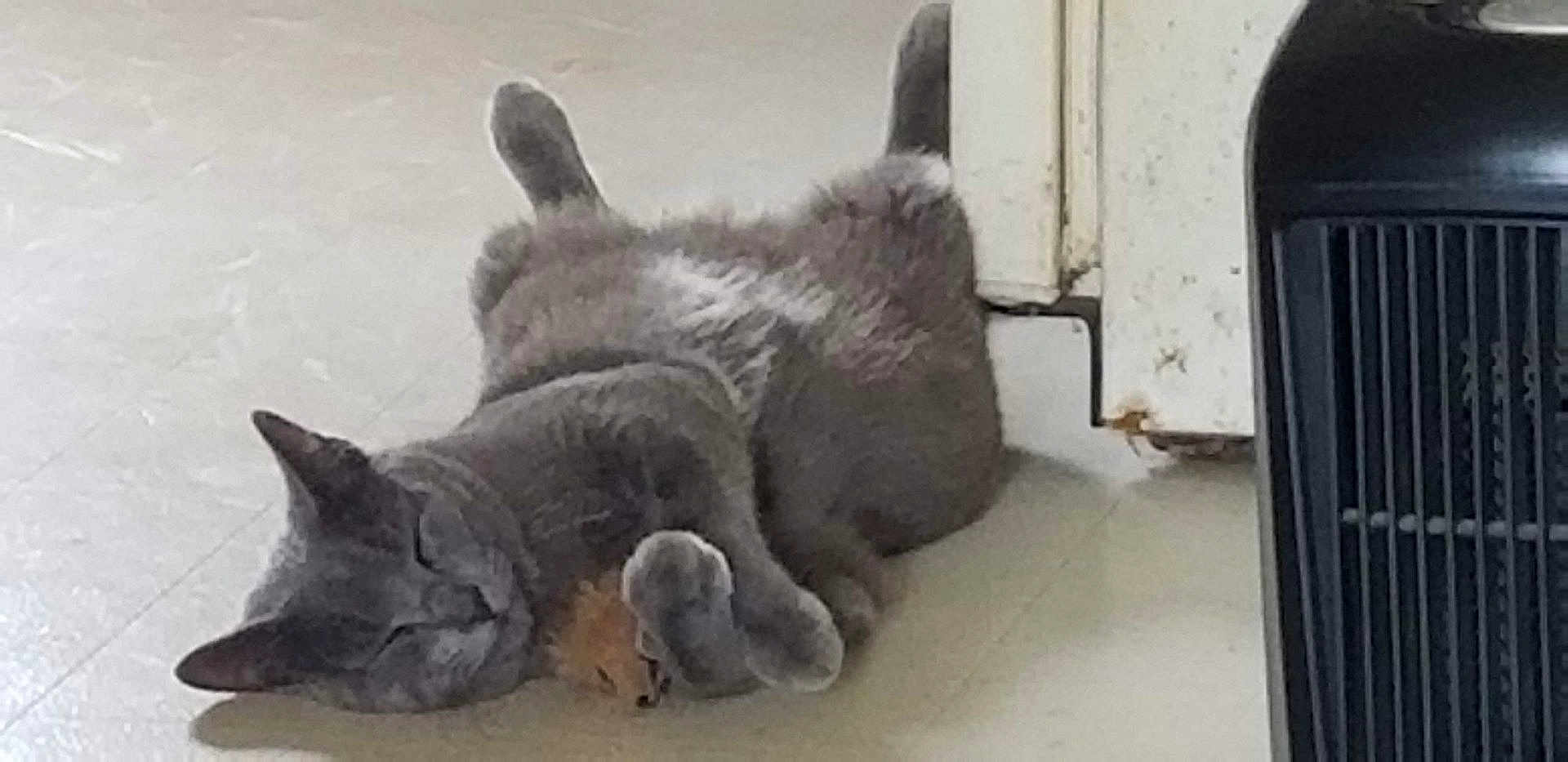 Scooter joined the competition — help win amazing prizes! abyssinian, angora, animal, appliance, canine, cat, den, dog, egyptiancat, fox, indoors, kangaroo, kitfox, kitten, manx, person, pet, rabbit, siamese, sleeping