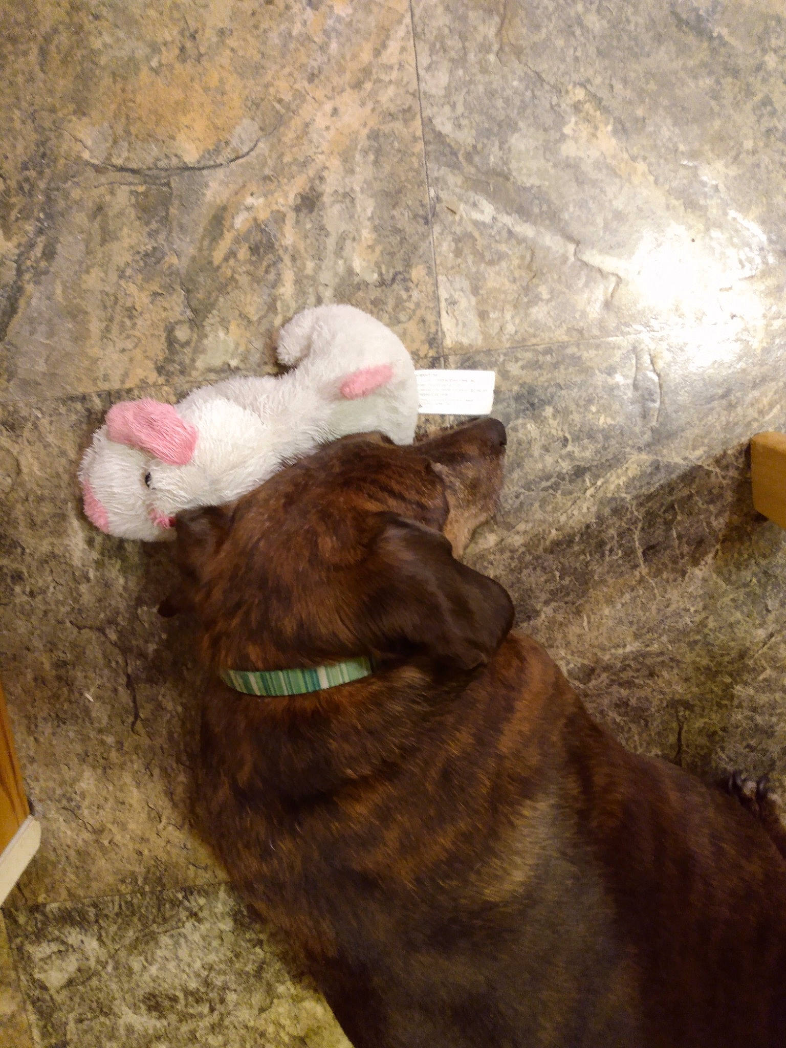 Bear is registered to the contest to win money with this photo: canidae, carnivore, collar, companion_dog, dog, dog_breed, dog_collar, fawn, fur, liver, livestock, natural_material, snout, soil, sporting_group, tail, terrestrial_animal, vertebrate, wood, working_animal