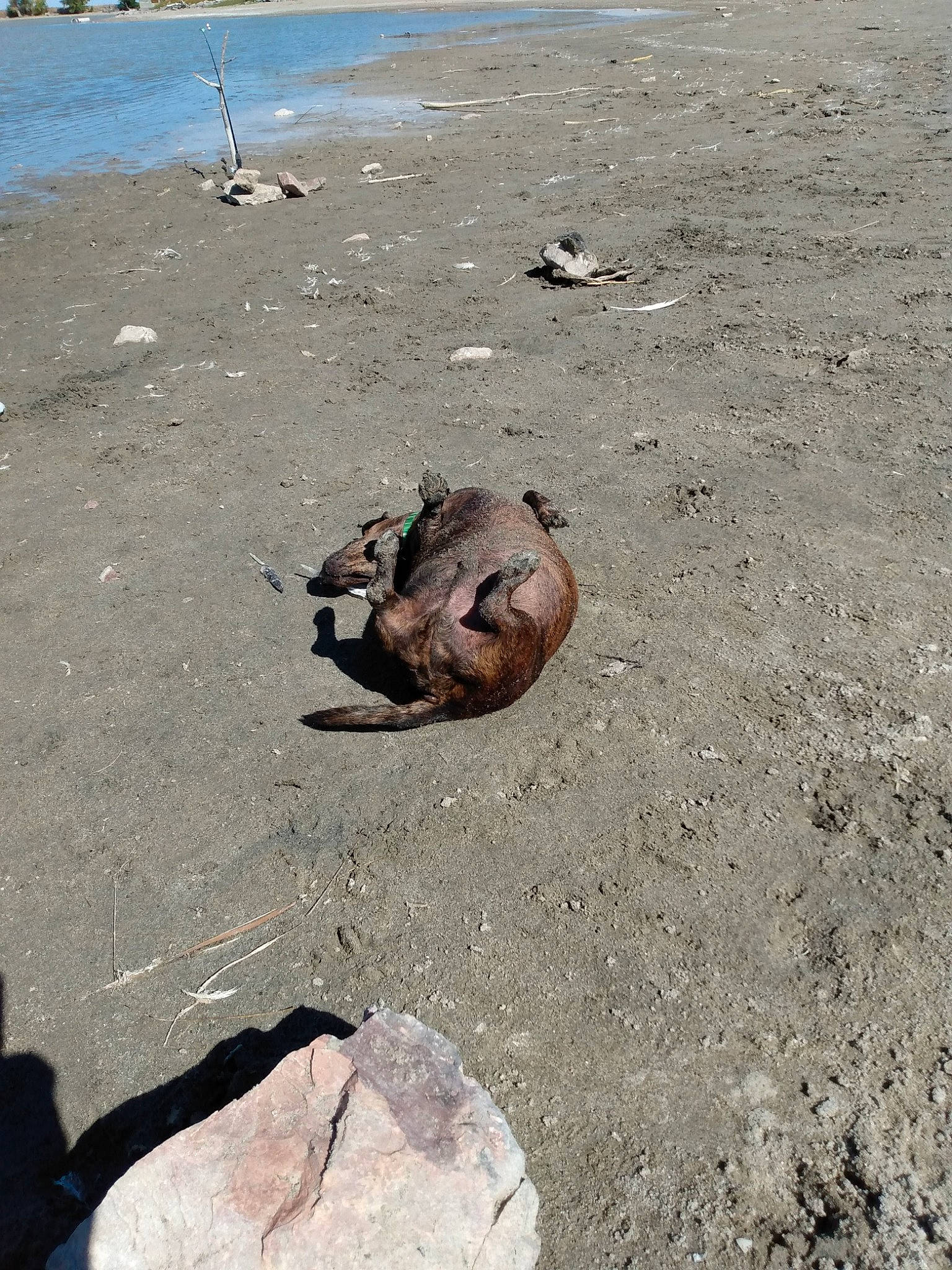 Bear is registered to the contest to win money with this photo: asphalt, beach, coast, fawn, landscape, marine_mammal, ocean, paw, road_surface, rock, sand, seal, shadow, snout, soil, tail, terrestrial_animal, water, wildlife