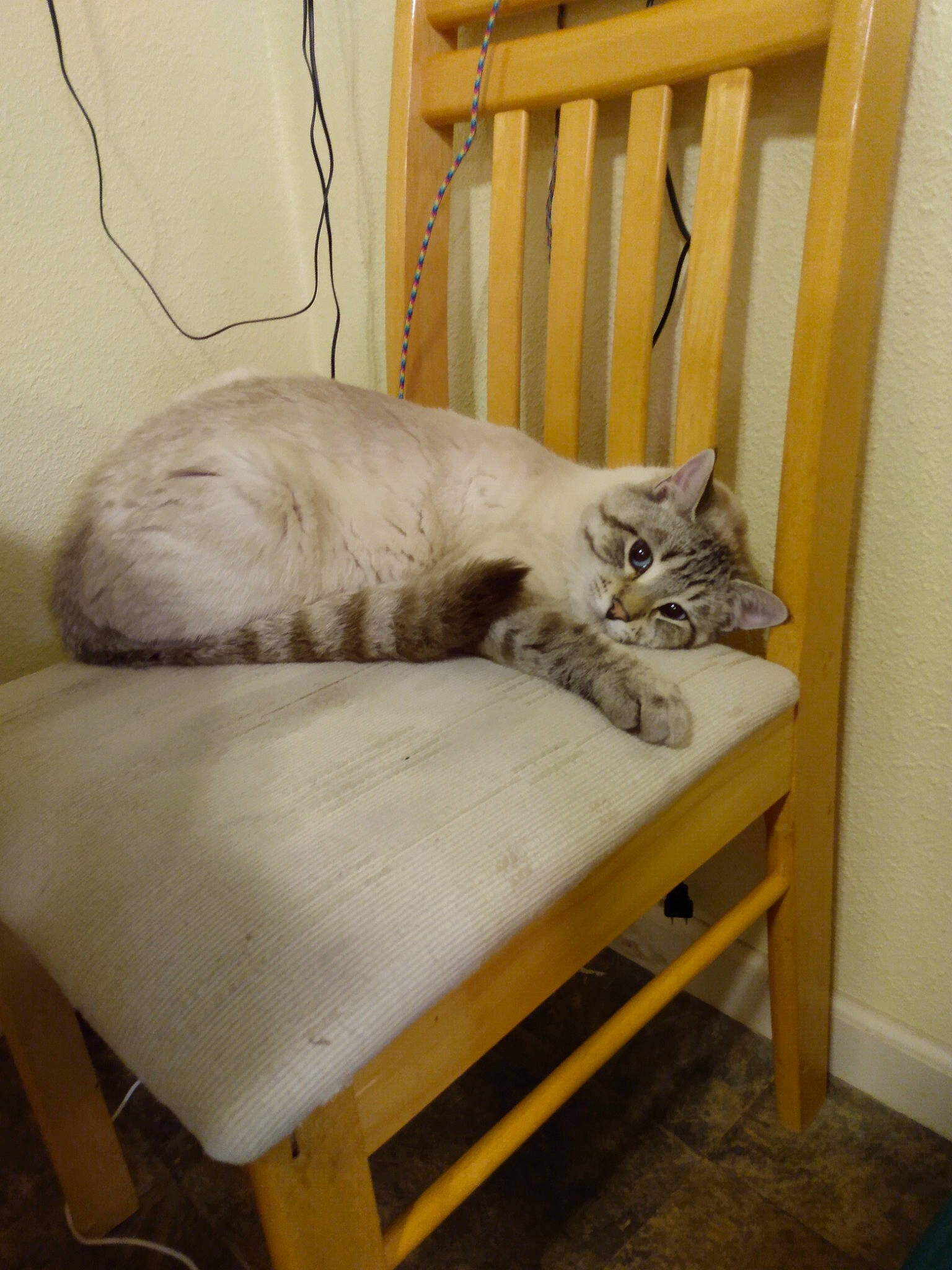 Smoke is registered to the contest to win money with this photo: bench, carnivore, cat, cat_supply, chair, comfort, fawn, felidae, flooring, fur, furniture, grey, hardwood, outdoor_furniture, room, small_to_medium_sized_cats, table, tail, whiskers, wood