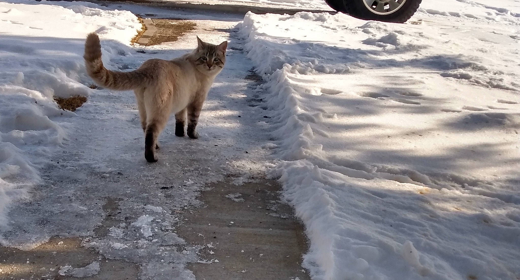 Smoke joined the competition — help win amazing prizes! asphalt, automotive_tire, carnivore, cat, dog_breed, fawn, felidae, freezing, fur, road, road_surface, sidewalk, small_to_medium_sized_cats, snow, tail, tire, tread, wheel, whiskers, winter