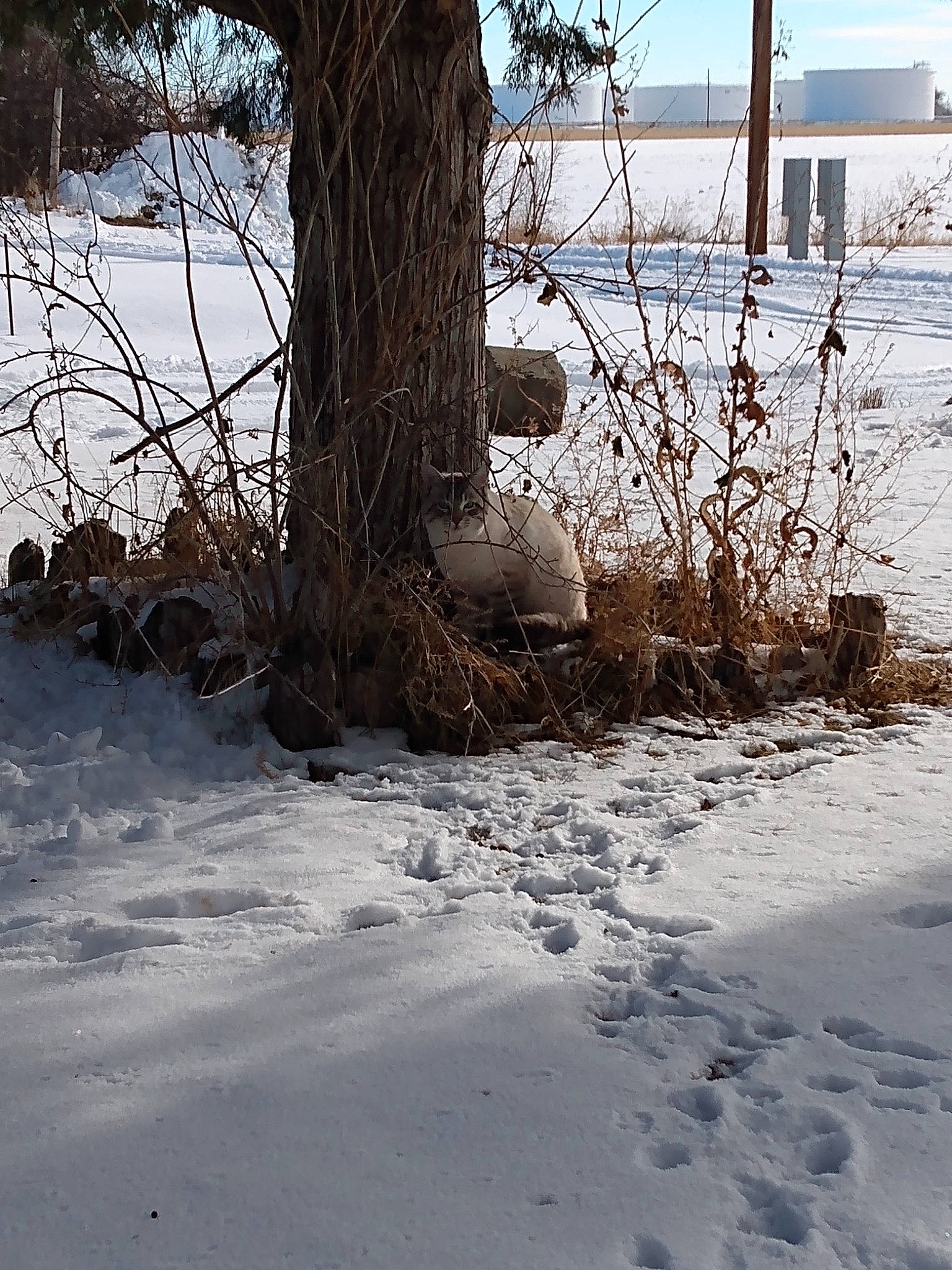 Smoke is registered to the contest to win money with this photo: branch, freezing, frost, grass, landscape, monochrome, morning, natural_landscape, plant, sky, snow, soil, sunlight, tints_and_shades, tree, trunk, twig, window, winter, wood