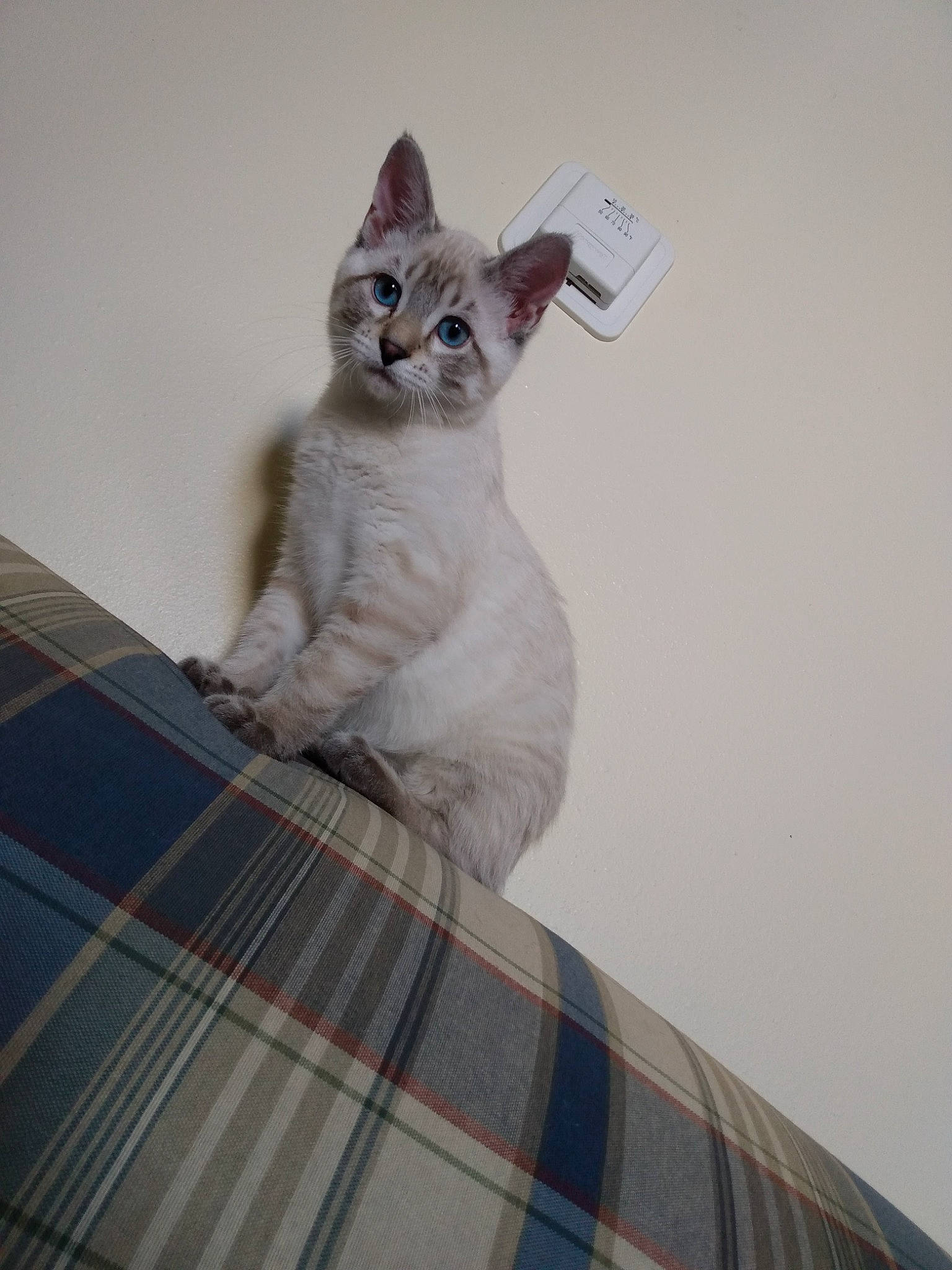 Smoke is registered to the contest to win money with this photo: carnivore, cat, composite_material, domestic_short_haired_cat, felidae, flooring, fur, grey, mesh, pattern, paw, pet_supply, plaid, small_to_medium_sized_cats, tail, tartan, whiskers, wood