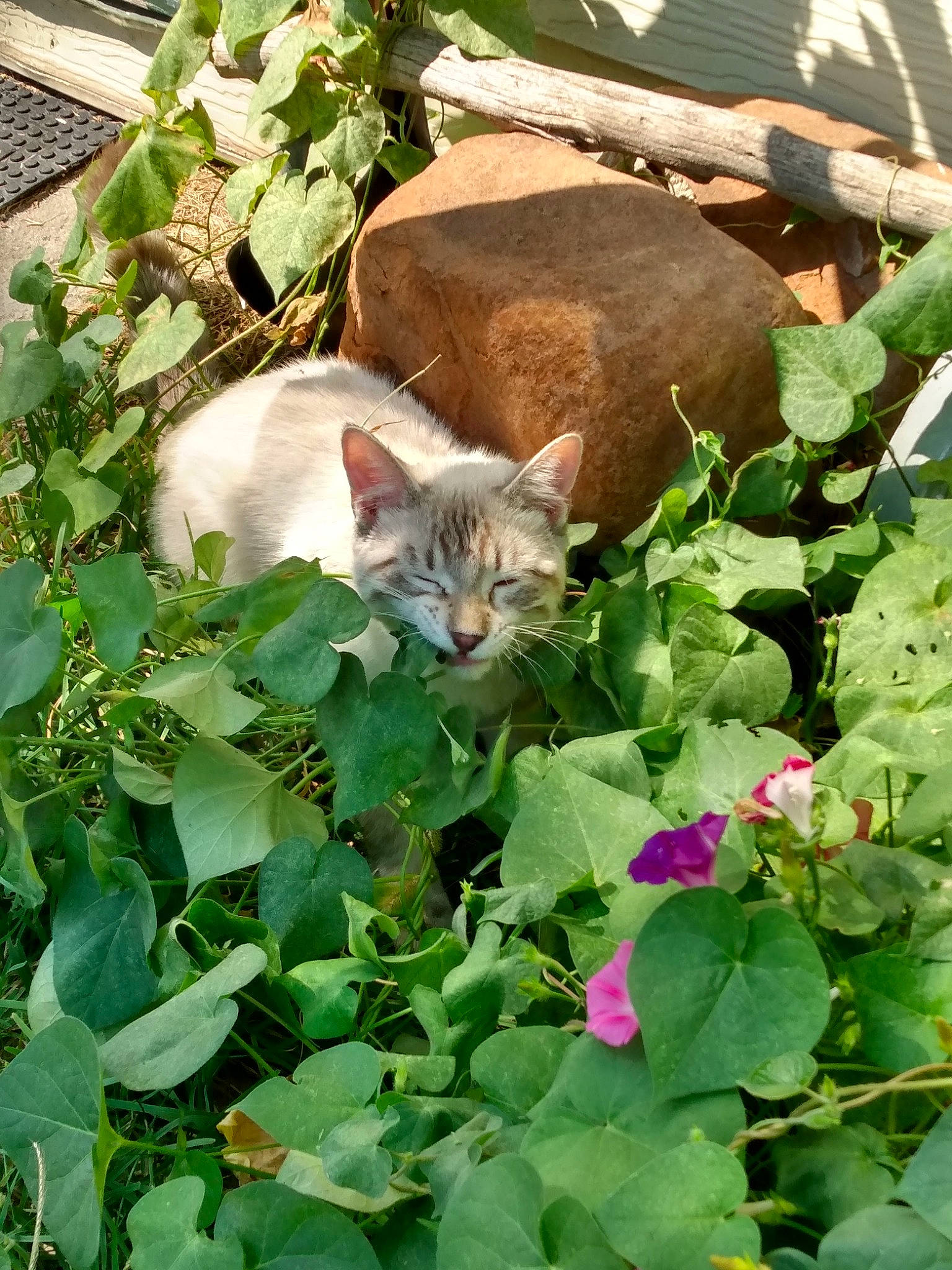 Smoke is registered to the contest to win money with this photo: annual_plant, botany, carnivore, cat, domestic_short_haired_cat, fawn, felidae, flower, flowering_plant, garden, grass, groundcover, herb, leaf, leaf_vegetable, plant, shrub, small_to_medium_sized_cats, tail, whiskers