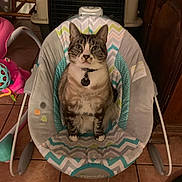 Biscuit joined the competition — help win amazing prizes! cat, tabby_cat, baby_rocker, indoor, pet, animal, feline, floor_tile, collar, toy, chair, home, domestic, seated, looking_at_camera, fur, ears, whiskers, quiet, comfortable