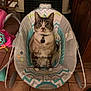 cat, tabby_cat, baby_rocker, indoor, pet, animal, feline, floor_tile, collar, toy, chair, home, domestic, seated, looking_at_camera, fur, ears, whiskers, quiet, comfortable