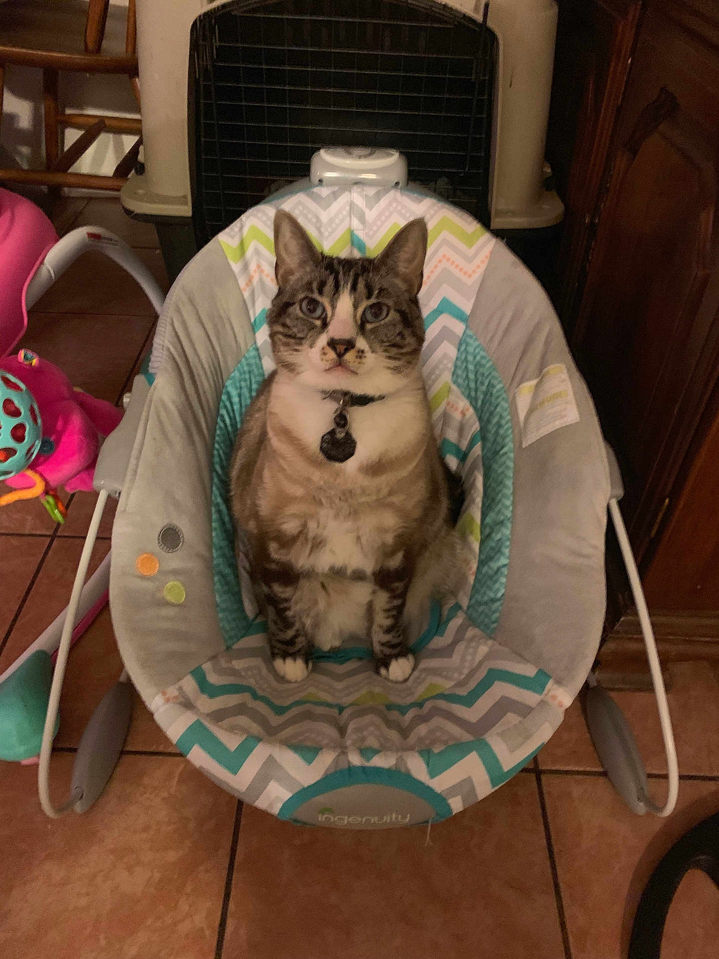 Biscuit joined the competition — help win amazing prizes! cat, tabby_cat, baby_rocker, indoor, pet, animal, feline, floor_tile, collar, toy, chair, home, domestic, seated, looking_at_camera, fur, ears, whiskers, quiet, comfortable
