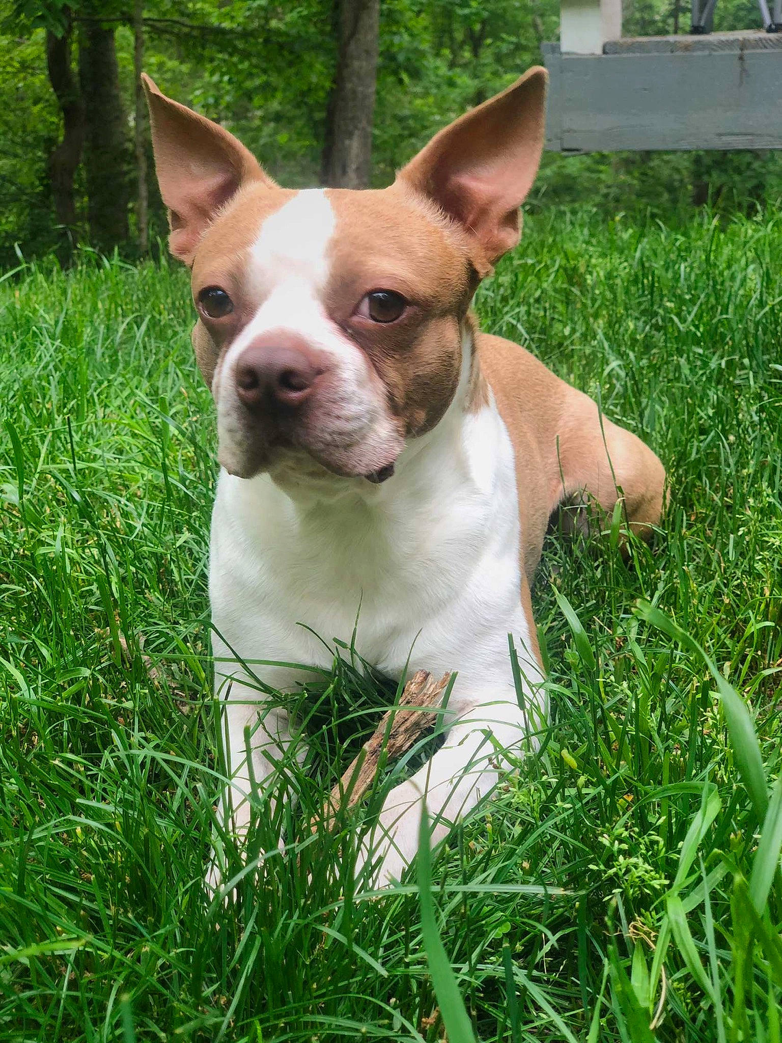 Chowder joined the competition — help win amazing prizes! american_staffordshire_terrier, australian_bulldog, boston_terrier, canidae, carnivore, companion_dog, dog, dog_breed, fawn, french_bulldog, grass, mammal, non_sporting_group, pit_bull, plant, rare_breed_dog, snout, sporting_group, toy_bulldog, vertebrate