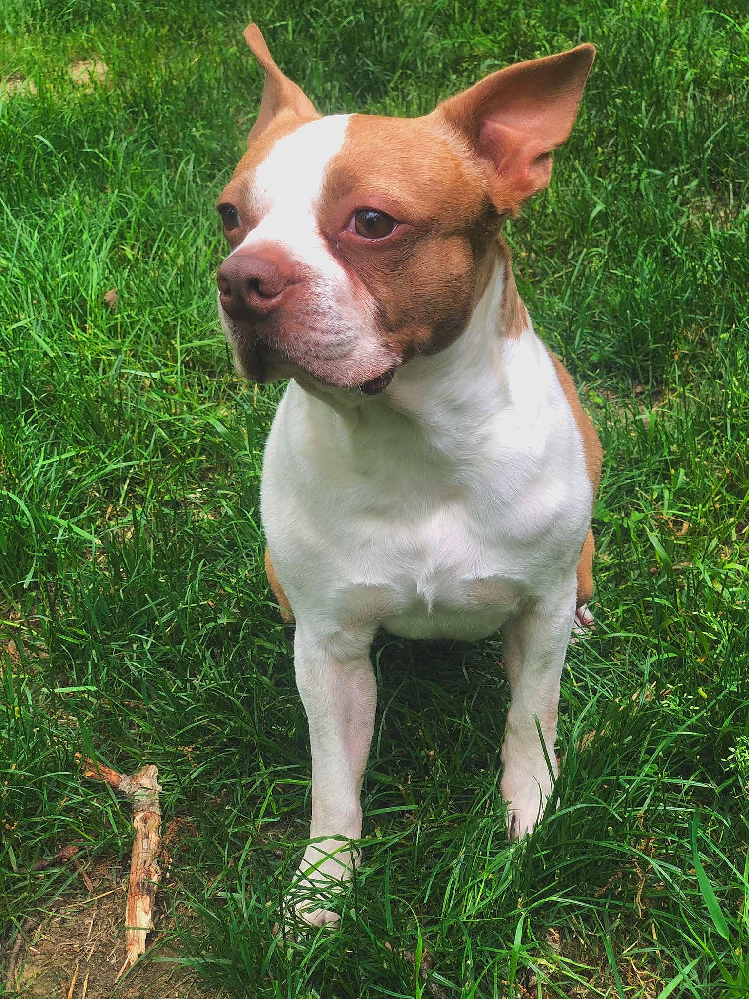 Chowder is registered to the contest to win money with this photo: american_pit_bull_terrier, american_staffordshire_terrier, ancient_dog_breeds, bull_and_terrier, canidae, carnivore, companion_dog, dog, dog_breed, fawn, grass, mammal, non_sporting_group, pit_bull, rare_breed_dog, snout, sporting_group, vertebrate