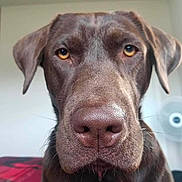 Charlee joined the competition — help win amazing prizes! dog, labrador, chocolate_labrador, pet, close_up, face, canine, indoors, fur, nose, ears, animal, portrait, looking_at_camera, brown, expression, domestic_animal, companion, mammal, friendly