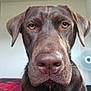 dog, labrador, chocolate_labrador, pet, close_up, face, canine, indoors, fur, nose, ears, animal, portrait, looking_at_camera, brown, expression, domestic_animal, companion, mammal, friendly