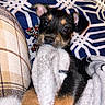 puppy, dog, blanket, fur, cute, pet, animal, indoor, cozy, bed, pattern, black_fur, tan_fur, ears, eyes, snout, soft, toy, playing, closeup