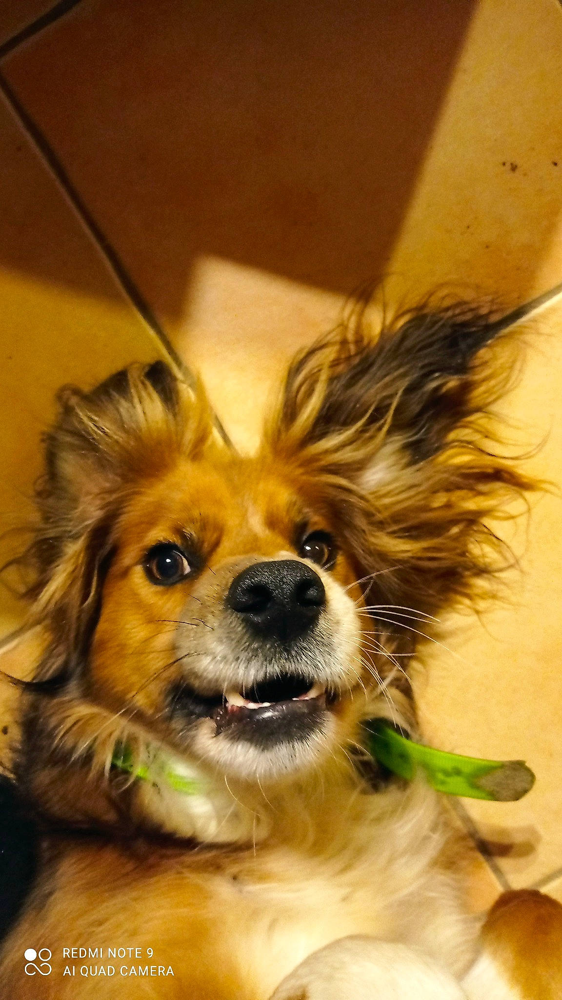 Opaline a rejoint le concours — aidez-le/la à gagner de superbes lots ! canidae, carnivore, companion_dog, dog, dog_breed, fawn, fur, liver, russkiy_toy, snout, sporting_group, terrestrial_animal, toy_dog, whiskers, working_dog