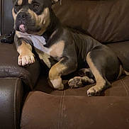 Duke joined the competition — help win amazing prizes! dog, lounge, brown_couch, relaxed, pet, indoor, canine, fur, paw, ears, snout, leather, remote_control, resting, animal, companion, home, comfort, seated, calm