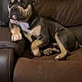 dog, lounge, brown_couch, relaxed, pet, indoor, canine, fur, paw, ears, snout, leather, remote_control, resting, animal, companion, home, comfort, seated, calm