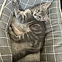 Tessa participe au concours pour gagner de l'argent avec cette photo : kitten, cat, pet_bed, gray_tabby, feline, animal, cozy, soft, fur, cute, resting, indoor, curious, looking_up, small_animal, domestic_cat, young_cat, relaxed, comfortable, checkered_pattern