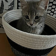 Tessa a rejoint le concours — aidez-le/la à gagner de superbes lots ! kitten, cat, basket, gray, curious, animal, pet, indoors, feline, whiskers, ears, closeup, texture, woven_basket, pattern, black_and_white, cute, small, young, portrait