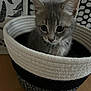 kitten, cat, basket, gray, curious, animal, pet, indoors, feline, whiskers, ears, closeup, texture, woven_basket, pattern, black_and_white, cute, small, young, portrait