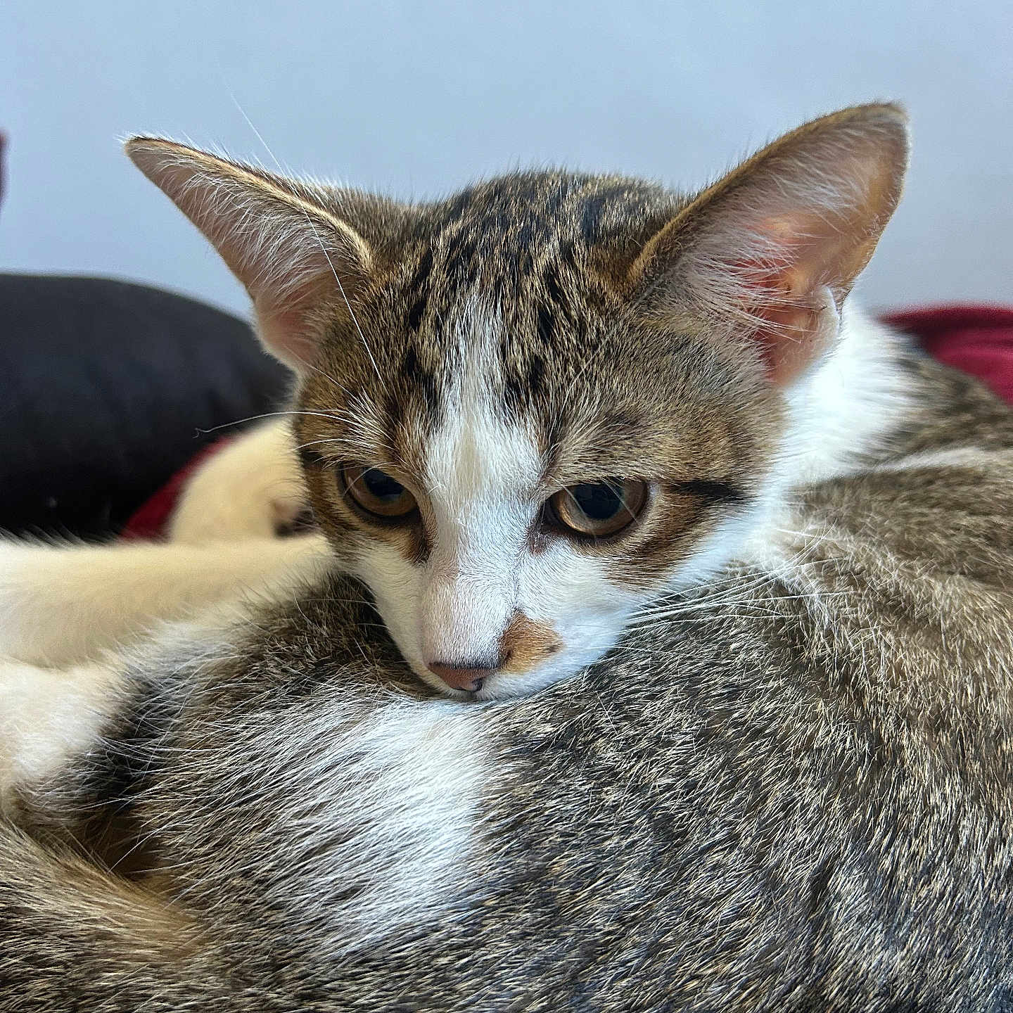 Sila a rejoint le concours — aidez-le/la à gagner de superbes lots ! animal, cat, close_up, curled_up, cute, domestic_cat, ears, fur, indoor, kitten, pet, portrait, relaxed, resting, sleepy, soft_texture, tabby, whiskers, white_fur, young_cat