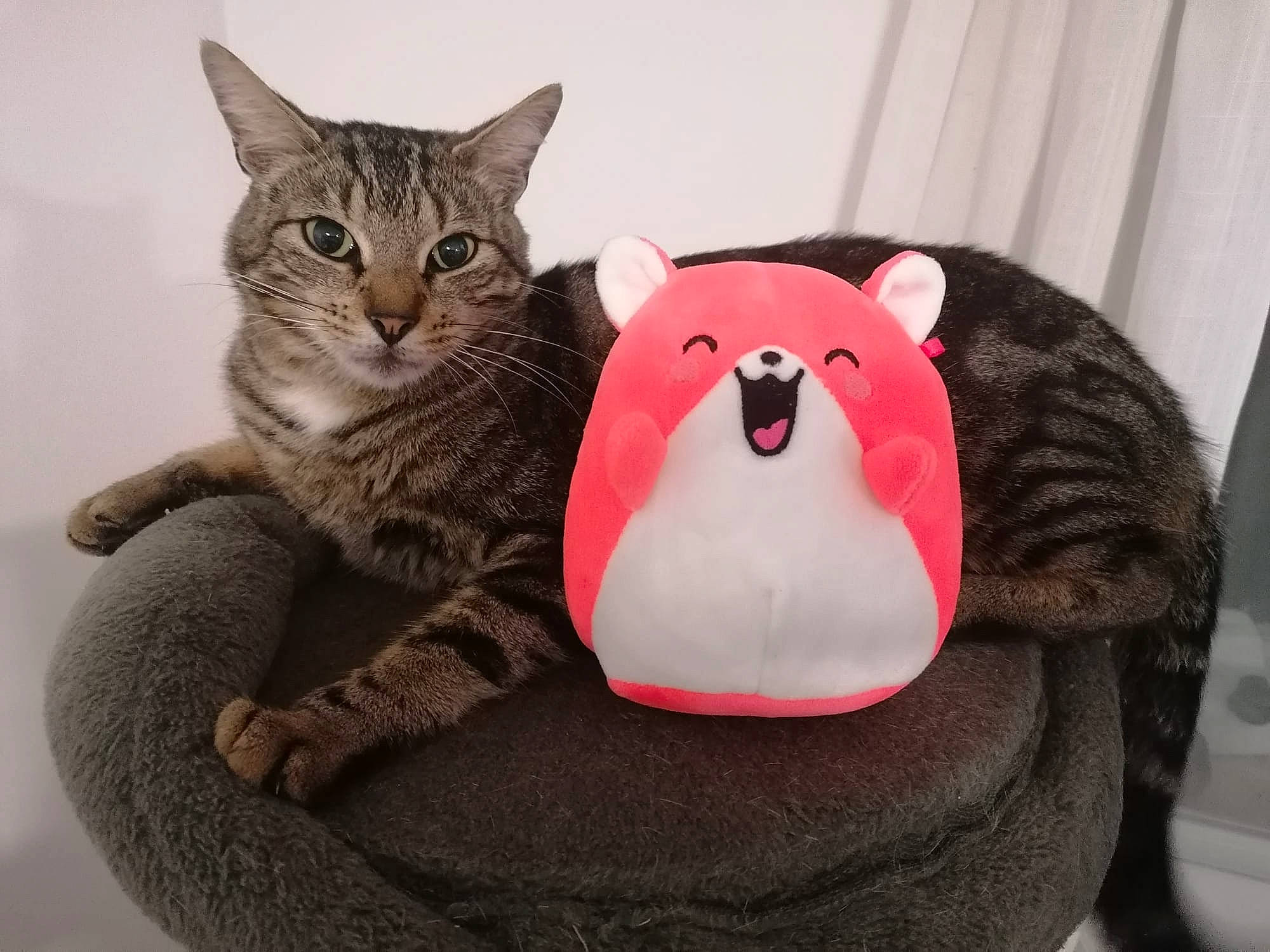 Paco participe au concours pour gagner de l'argent avec cette photo : carmine, carnivore, cat, cat_supply, comfort, curtain, domestic_short_haired_cat, fang, felidae, fur, grey, pet_supply, plush, small_to_medium_sized_cats, snout, stuffed_toy, tail, terrestrial_animal, toy, whiskers