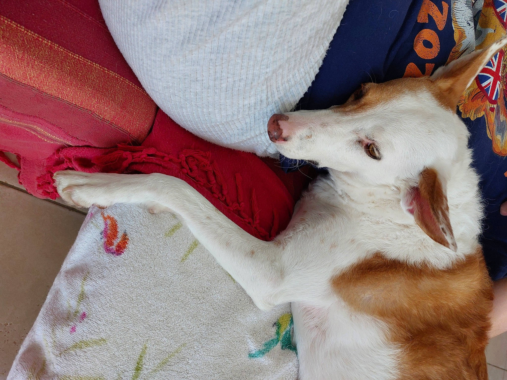 Nala a rejoint le concours — aidez-le/la à gagner de superbes lots ! carmine, carnivore, claw, comfort, companion_dog, dog_breed, fawn, felidae, fur, human_leg, linens, pattern, paw, sleeve, small_to_medium_sized_cats, tail, textile, toy_dog, whiskers, woven_fabric