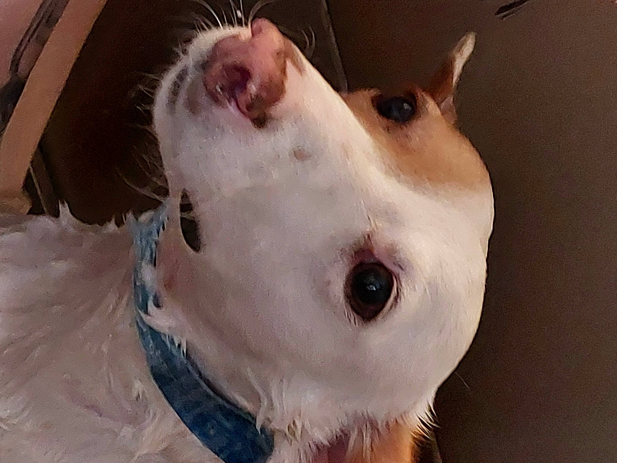 Nala a rejoint le concours — aidez-le/la à gagner de superbes lots ! canidae, carnivore, close_up, companion_dog, dobermann, dog, dog_breed, ear, eye, eyelash, fawn, fur, head, jaw, no_expression, non_sporting_group, snout, sporting_group, whiskers, working_animal