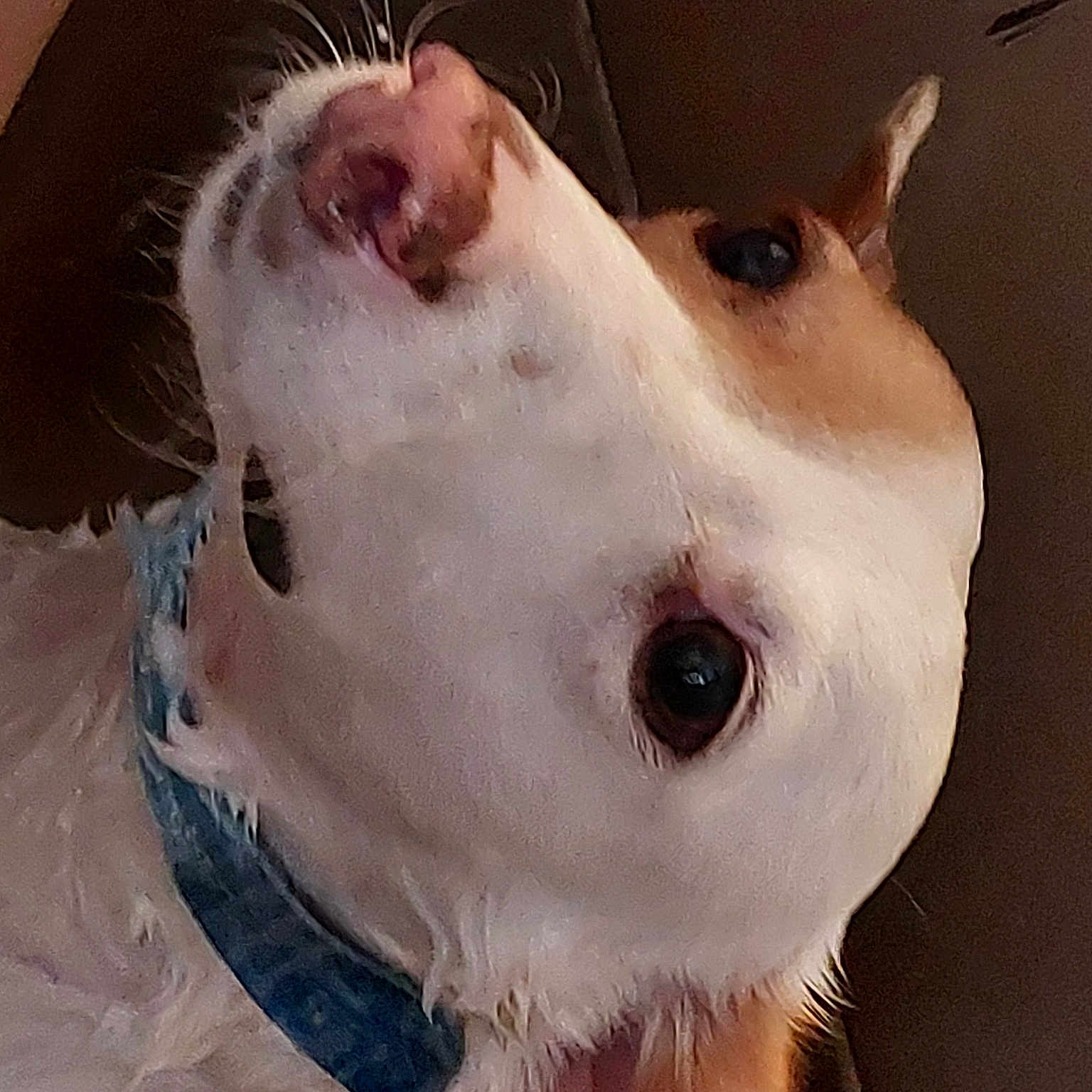 Nala
