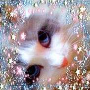 Ella is registered to the contest to win money with this photo: animal, blue_eyes, blur, cat, closeup, cute, decorative_border, fluffy, fur, glitter, head_tilt, kitten, pastel, pet, pink_nose, portrait, soft_focus, sparkle, star_overlay, whiskers