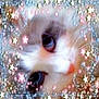 animal, blue_eyes, blur, cat, closeup, cute, decorative_border, fluffy, fur, glitter, head_tilt, kitten, pastel, pet, pink_nose, portrait, soft_focus, sparkle, star_overlay, whiskers