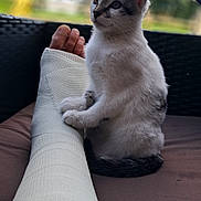 Fripouille participe au concours pour gagner de l'argent avec cette photo : animal, blurred_background, cast, cat, comfort, companionship, curious, cute, furry, injured_leg, injury, kitten, leg, outdoor, paw, pet, resting, sitting, soft_light, wrapped_leg