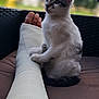 animal, blurred_background, cast, cat, comfort, companionship, curious, cute, furry, injured_leg, injury, kitten, leg, outdoor, paw, pet, resting, sitting, soft_light, wrapped_leg
