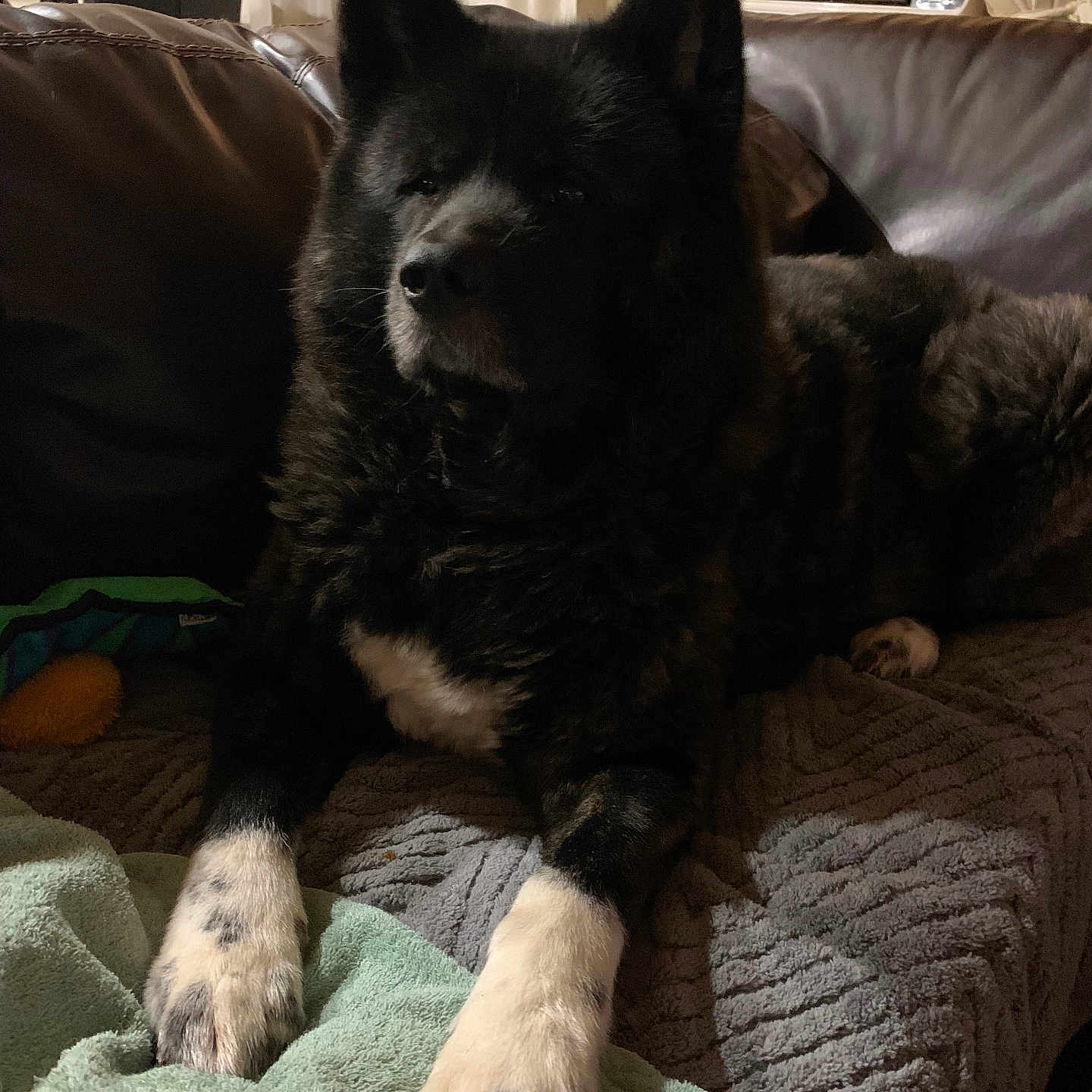 Miekomarie joined the competition — help win amazing prizes! animal, black_and_white, blanket, canine, closeup, comfort, couch, cozy, curtains, dog, domestic, fur, furniture, household, indoor, living_room, paw, pet, relaxed, resting
