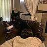 Miekomarie joined the competition — help win amazing prizes! air_conditioner, blanket, brown_leather_couch, canine, cozy, curtains, curtains_tied, dog, framed_photos, furniture, home_interior, indoor, living_room, pet, quilt, relaxing, resting, shelf, tile_floor, window