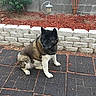Miekomarie is registered to the contest to win money with this photo: animal, backyard, black_coat, calm, canine, curious, daylight, dog, garden_lamp, large_dog, mulch, nature, outdoor, paved_patio, pet, quiet, retaining_wall, sitting, stone_wall, white_coat