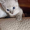 Blue participe au concours pour gagner de l'argent avec cette photo : animal, blue_eyes, cat, climbing, close_up, couch, curious, cute, exploring, furniture, home, indoors, kitten, paw, pet, soft_fur, texture, white_fur, wood, young