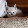 Blue participe au concours pour gagner de l'argent avec cette photo : animal, beige, blue_eyes, brown, cat, curious, cute, domestic, feline, fluffy, indoor, kitten, peeking, pet, portrait, small, soft, texture, white, young