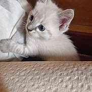Blue participe au concours pour gagner de l'argent avec cette photo : adorable, animal, blue_eyes, cat, climbing, close_up, curious, cute, ears, feline, fur, indoor, kitten, paws, pet, small, soft_texture, whiskers, white_fur, young