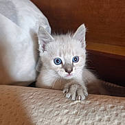 Blue participe au concours pour gagner de l'argent avec cette photo : kitten, cat, blue_eyes, paw, fur, indoor, cozy, curious, mischievous, pet, animal, whiskers, closeup, young, cute, feline, soft, texture, resting, background