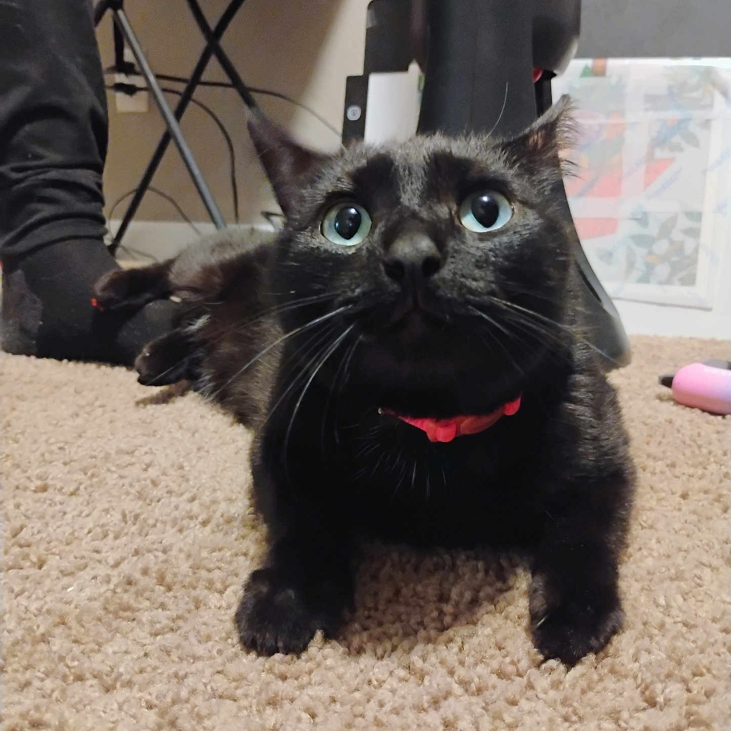 Novalee Mae joined the competition — help win amazing prizes! animal, background, black_cat, carpet, cat, closeup, collar, curious, domestic, eyes, feline, floor, home, indoor, paws, person, pet, relaxed, sock, whiskers
