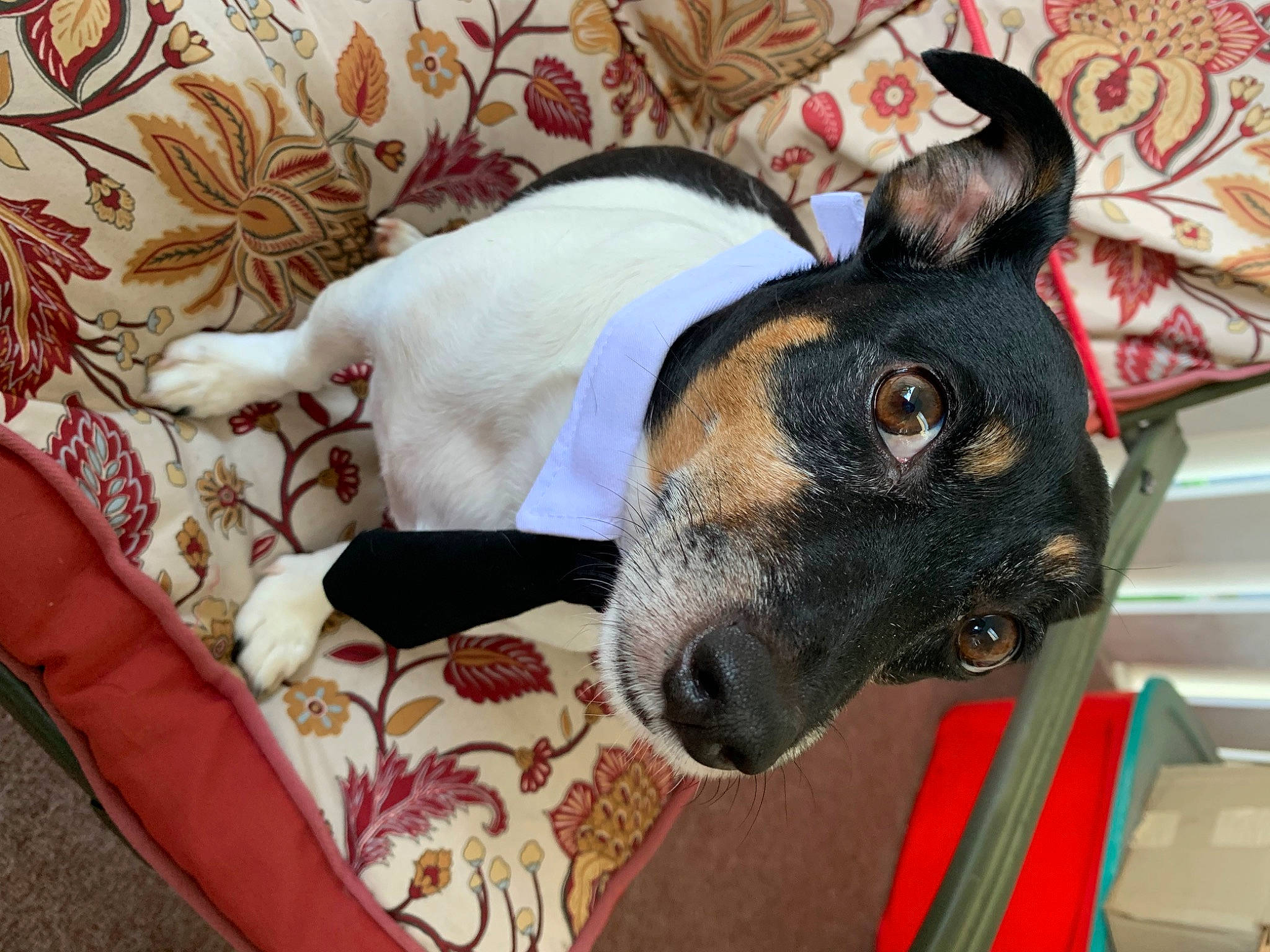 Hamlet joined the competition — help win amazing prizes! canidae, carmine, carnivore, collar, comfort, companion_dog, creative_arts, dog, dog_breed, dog_collar, dog_supply, ear, fawn, linens, pattern, pet_supply, snout, sporting_group, whiskers, working_animal