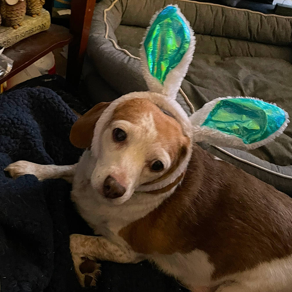 Vader joined the competition — help win amazing prizes! canidae, carnivore, chair, collar, comfort, companion_dog, couch, dog, dog_breed, dog_supply, fawn, fur, furniture, paw, pet_supply, snout, sporting_group, whiskers, wood, working_animal