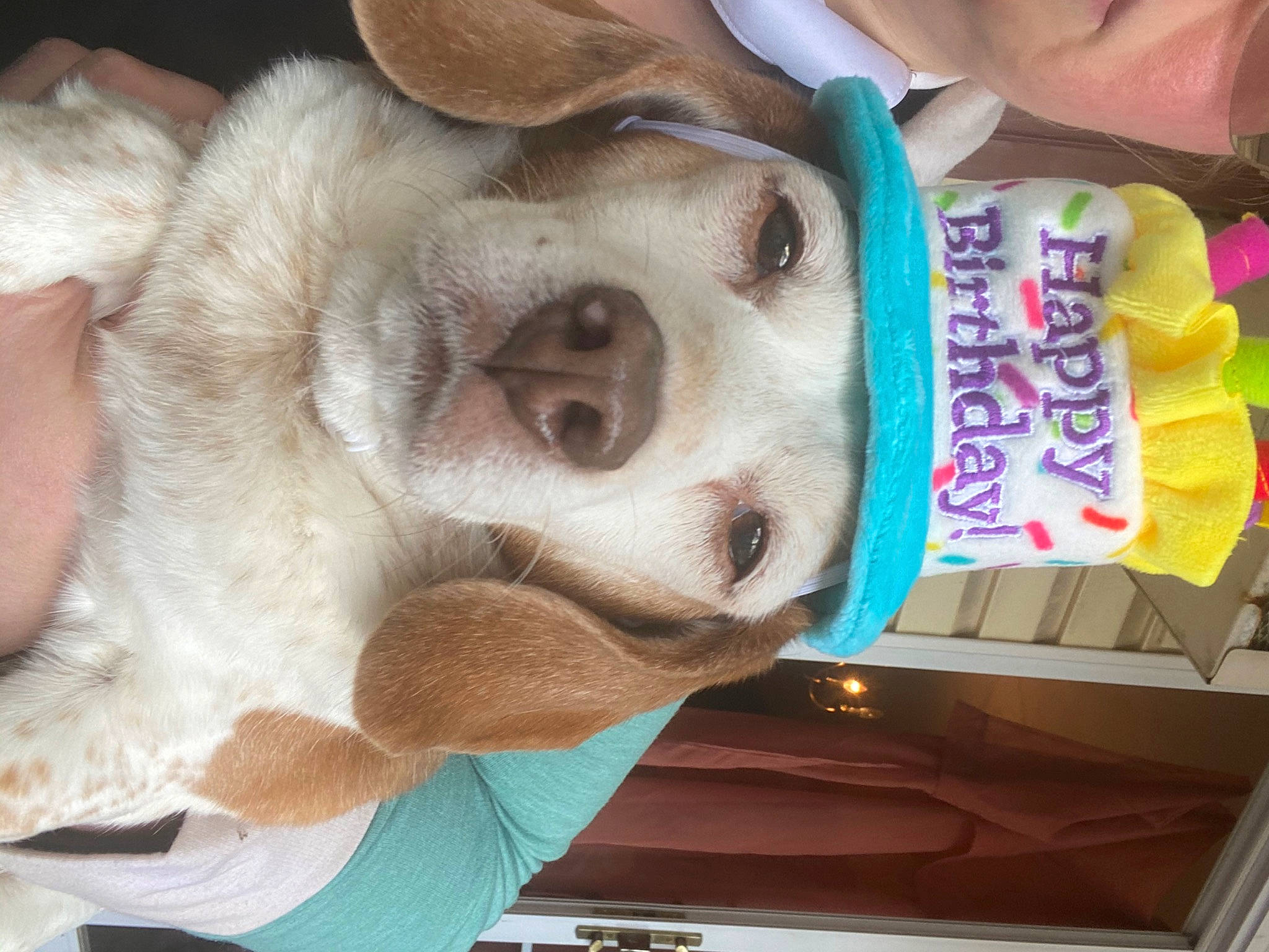 Vader is registered to the contest to win money with this photo: beagle, canidae, carnivore, collar, companion_dog, dog, dog_breed, ear, eyelash, eyewear, fawn, fur, non_sporting_group, selfie, snout, sporting_group, stuffed_toy, whiskers, working_animal