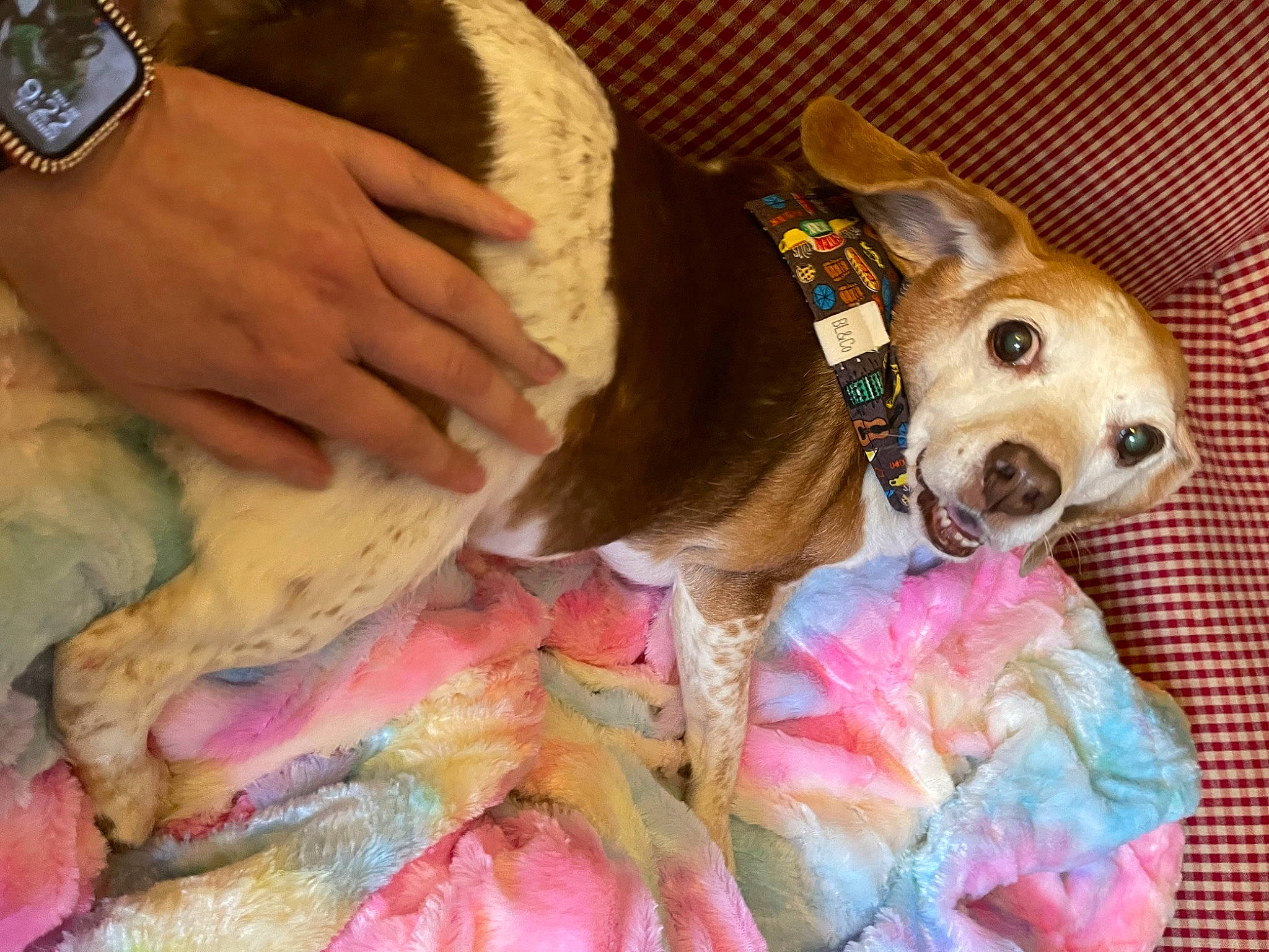 Vader is registered to the contest to win money with this photo: analog_watch, carnivore, clock, collar, comfort, companion_dog, dog, dog_bed, dog_breed, dog_collar, dog_supply, fawn, fur, leash, liver, pet_supply, snout, watch, working_animal, wrist