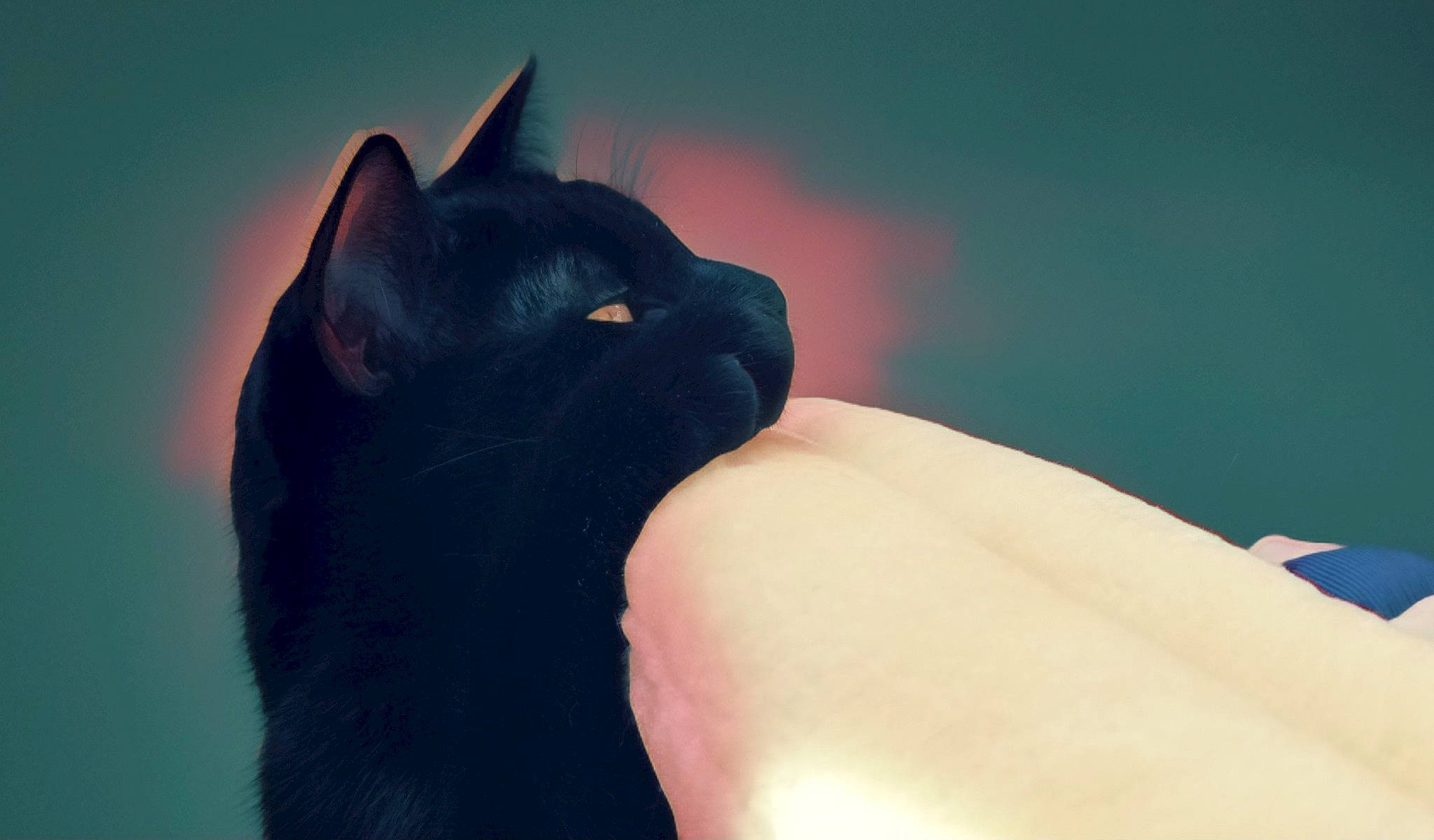 Bitty is registered to the contest to win money with this photo: arm, black_cat, carnivore, cat, comfort, elbow, electric_blue, eye, felidae, foot, fur, gesture, human_leg, leg, mammal, sky, small_to_medium_sized_cats, snout, vertebrate, whiskers