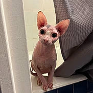 Bob participe au concours pour gagner de l'argent avec cette photo : sphynx_cat, cat, pet, hairless_cat, bathroom, bathtub, shower_curtain, curious, animal, indoor, tile, pink_skin, wrinkles, ears, large_eyes, sitting, edge, looking, domestic_animal, closeup